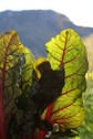 Large chard leaves with views of the mountains in the background.